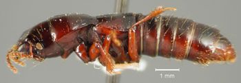 Media type: image;   Entomology 27494 Aspect: habitus lateral view
